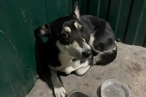 Пропала собака в Новокузнецке, Кемеровская обл.