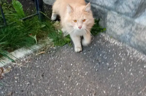 Найдена домашняя кошка на ул. Маршала Захарова, 21