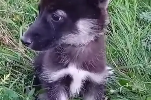 Собаки потеряшки, Санкт-Петербург, фото: Потеряшка щенок 3-4 мес. ЗСД, Санкт-Петербург