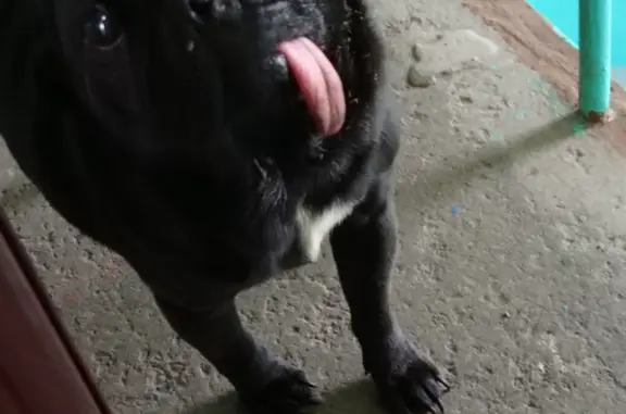 Собака в Новокузнецке нуждается в ветеринарной помощи
