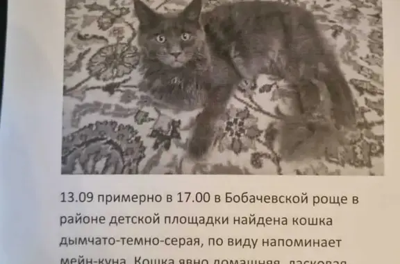 Найдена кошка в Твери, ул. Орджоникидзе, 49Д