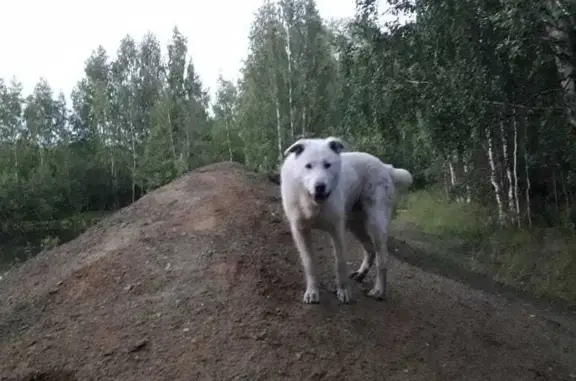 Пропала собака Белая, ул. Коммунаров, 62, Кировград