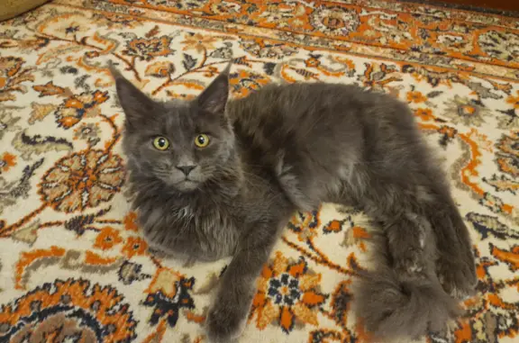 Найдена кошка похожая на мейн-куна в Бобачевской роще