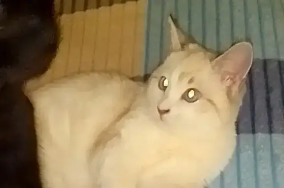 Пропала кошка Гуччи с бежевыми пятнами, голубыми глазами. Помощь нужна!
