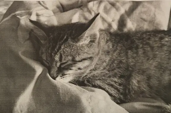 Пропала кошка Татуха, пр. 70 лет Октября, 73А, Саранск