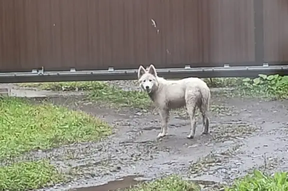 Найдена собака Белая с ошейником в Красноярске