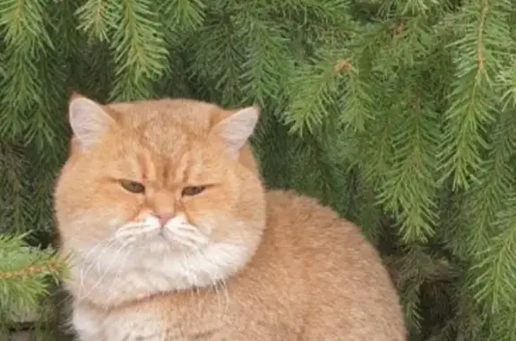 Пропал рыжий кот в Якутске