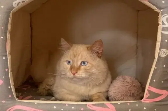 Пропал белый кот с рыжим лицом в Куюки, Татарстан