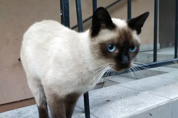 Найдена кошка возле дома 29 на ул. Суворова, Калининград