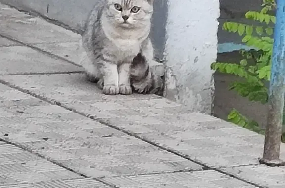 Найдена британская кошка на Туркестанской 45