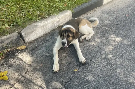 Собака найдена на Лунной улице, 7А