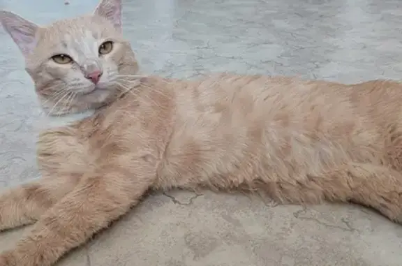 Найдена кошка, ул. Цвиллинга, 28, Оренбург
