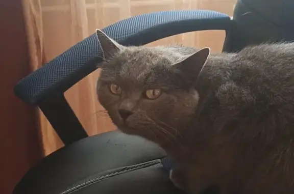 Пропал серый кот в Московской области