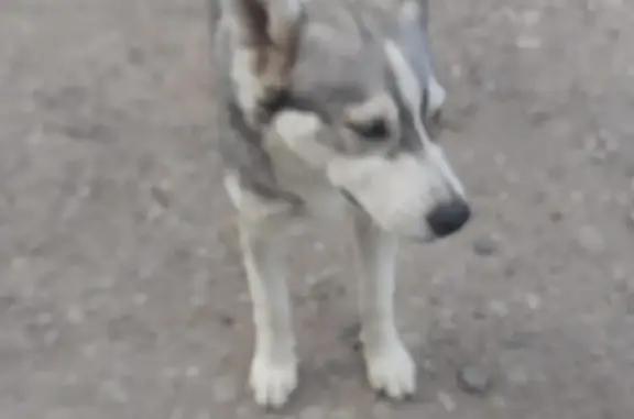 Найдена собака Хаски, Г. Батайск, ул. Огородная, 10