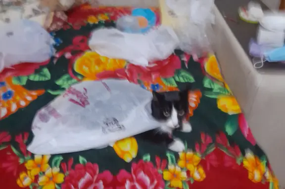 Пропала черно-белая кошка в Красноярском крае