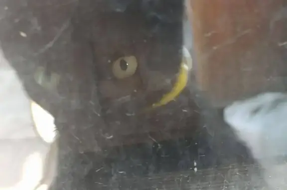 Кошки потеряшки, Кизляр, фото: Потеряшка котёнок Барон, Набережная ул., Кизляр