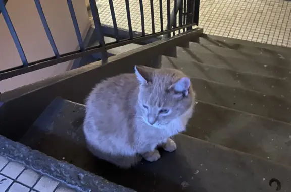 Найдена кошка на Профсоюзной ул. 142 к4, Москва