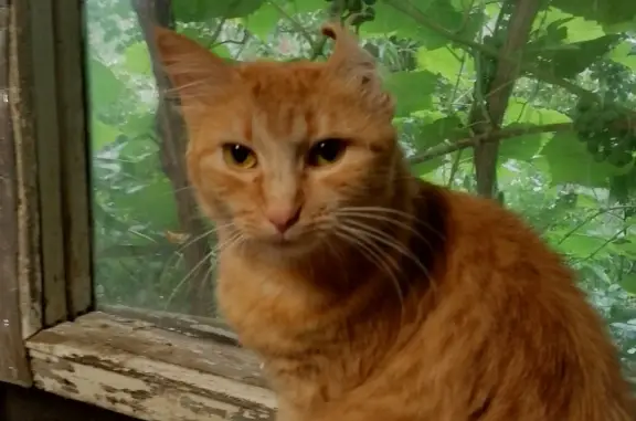 Пропала рыжая кошка в Московской области