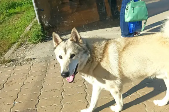 Найдена собака: возможно хаски, в Красноглазовском проезде, Тула