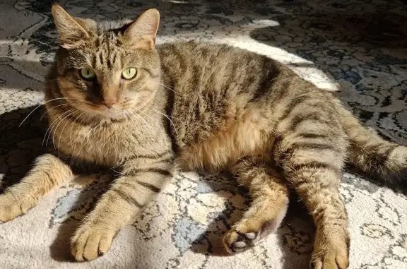 Кошки потеряшки, Санкт-Петербург, фото: Потеряшка полосатый кот Филя, пр. Сизова 34/18, СПб