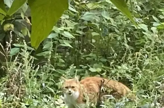Найдена рыжая кошка на ул. Советской, 18, Нижний Новгород
