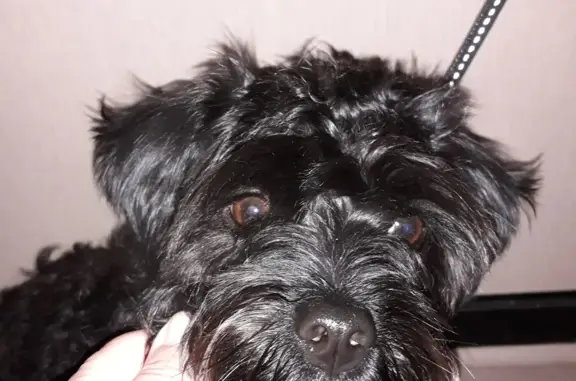 Найден щенок, черный окрас, ул. Академика Королёва, 45