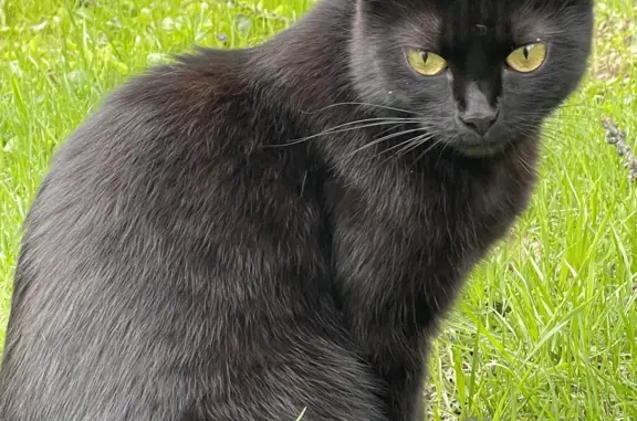 Пропала черная кошка в Гражданском проезде, Солнечногорск