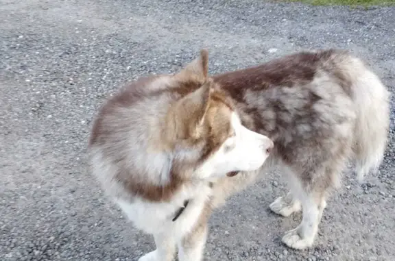 Найдена собака Чехов, СНТ «Лесовод-2», нужен новый дом