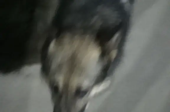 Собака ищет хозяина: Красноармейская улица, 111, Йошкар-Ола
