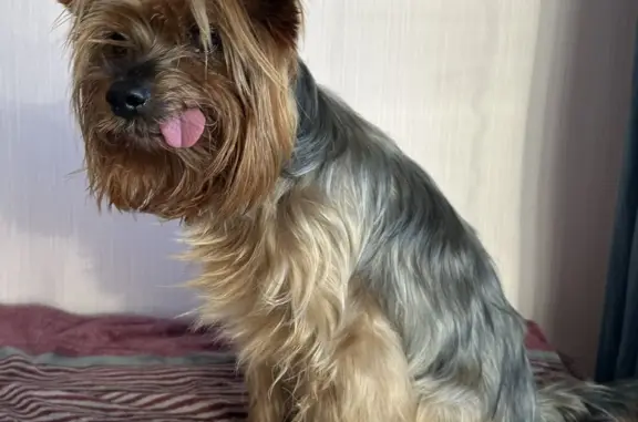 Найдена собака, Московская область, фото: Найдена собака без зубов, ищем хозяина или новый дом (Сергиев Посад)