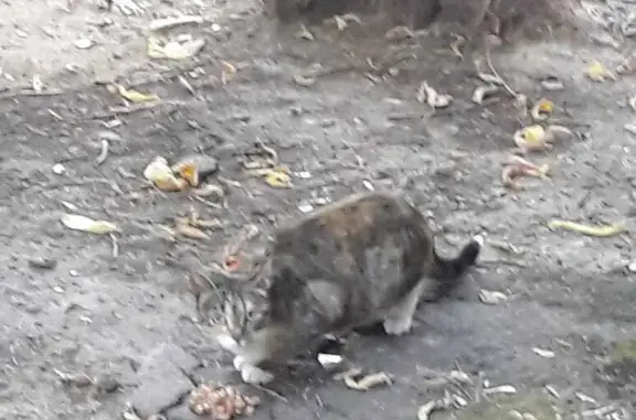 Найдена серорыжая кошка на 2-й Прядильной, 6