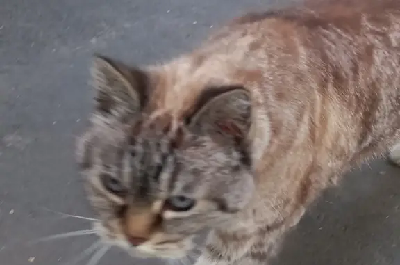 Найдена кошка: Садовая ул., Киржач