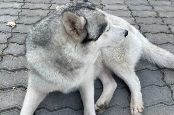 Собака Лайка найдена: ул. Королёва, 8, Хабаровск
