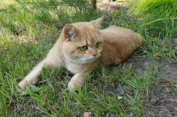 Пропала рыжая кошка на Хвойной улице, Усть-Илимск