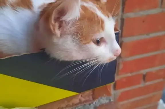 Найден молодой котик на ул. Павлова, Бердск