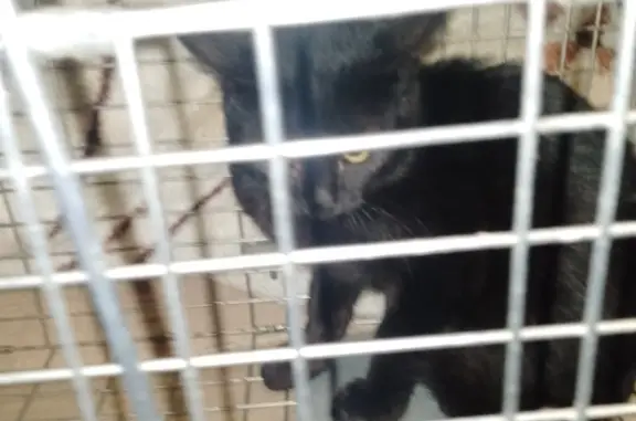 Найдена кошка в Омске, нужна помощь с лечением