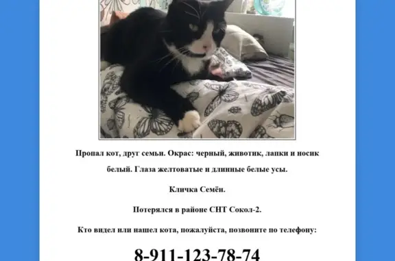 Пропала кошка SOS‼️‼️‼️ Никольское, СНТ Сокол-2, ул. Школьная, 2