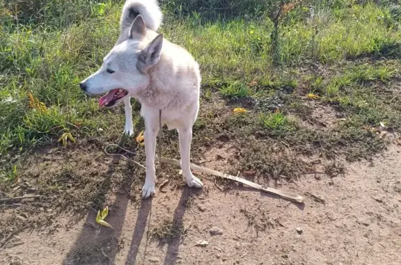 Найдена собака Кобель в Пермском крае