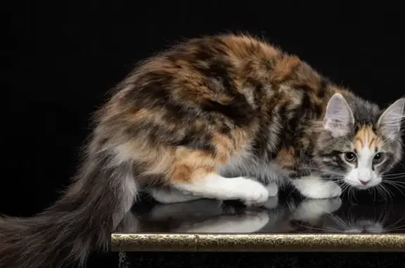 Кошки потеряшки, Новосибирск, фото: Потеряшка трёхцветная кошка, Весенний проезд, 4А, Новосибирск