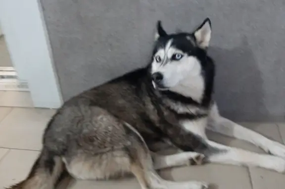 Найдена собака хаски в Астрахани