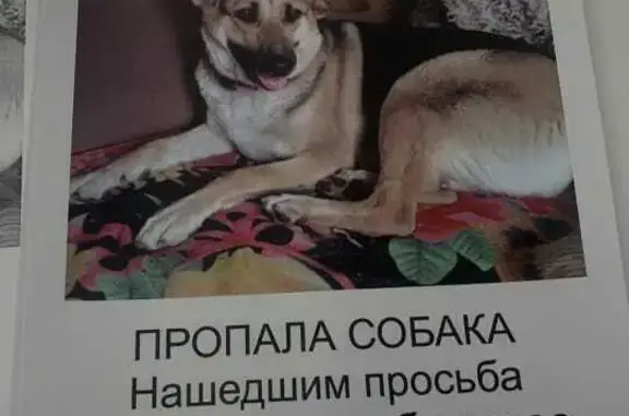 Пропала собака: ул. Гоголя, 38, Бердск