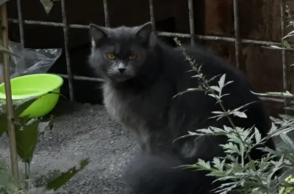 Найдена кошка, Красноярск