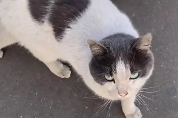 Найдена кошка в Химках на ул. Ленинградская