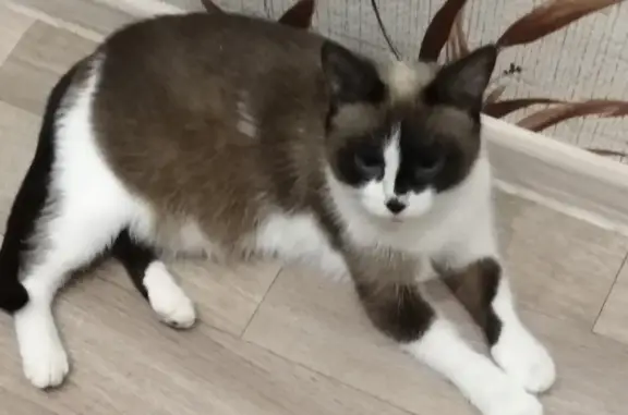 Найдена беременная кошка с пятном на носу, Ижевск