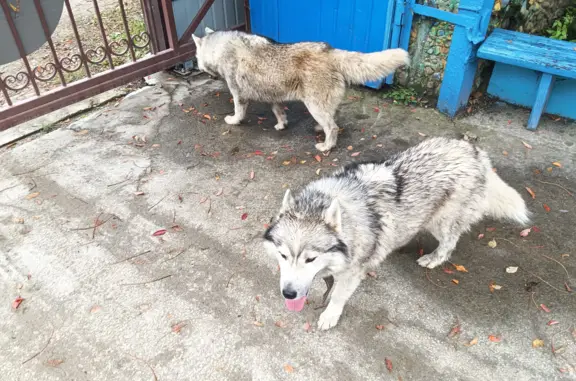 Собаки в ошейнике в Амурской области