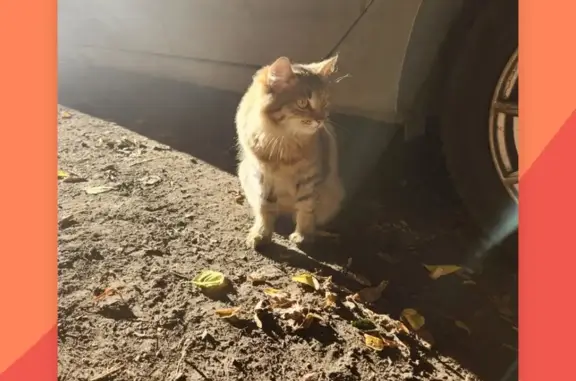 Пугливая кошка на ул. Ангарск, дом. 14