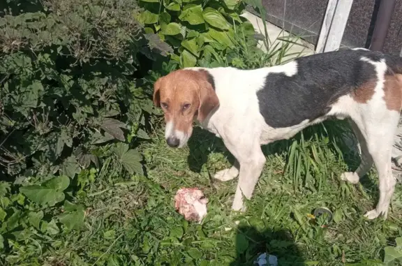 Собака Кобель найдена возле магазина Причаль, ул. Фарахутдинова