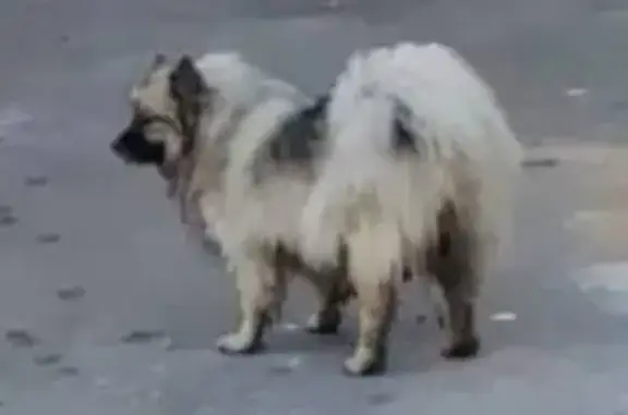 Найдена собака на Ленской ул., Москва