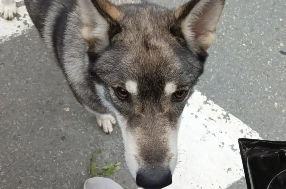 Потерянная собака возле Огоньков, Невельск, Сахалинская область