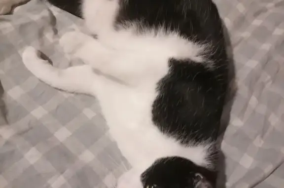 Кошки потеряшки, Санкт-Петербург, фото: Потеряшка кошка на пр. Луначарского, 29, СПб